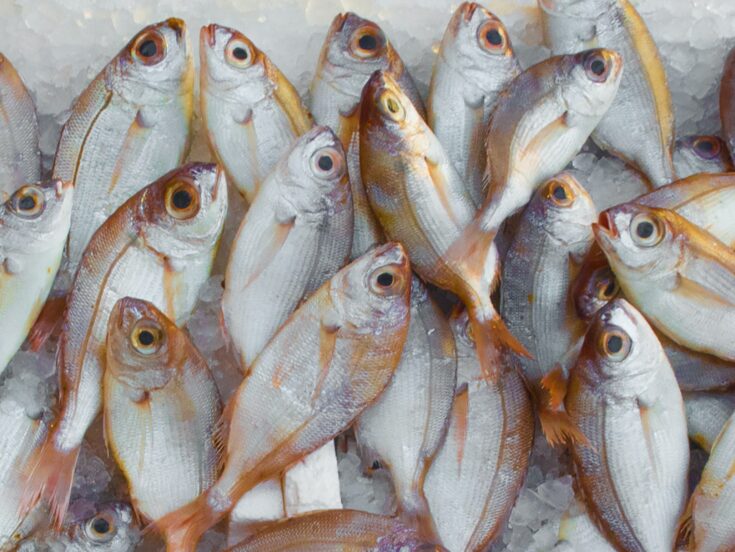 صادرات فيتنام من الأسماك إلى أوروبا تشهد نموا ملحوظا