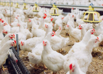 البرازيل تسجل رقمًا قياسيًا في إنتاج الدواجن بنحو 1.6 مليار دجاجة في 2022