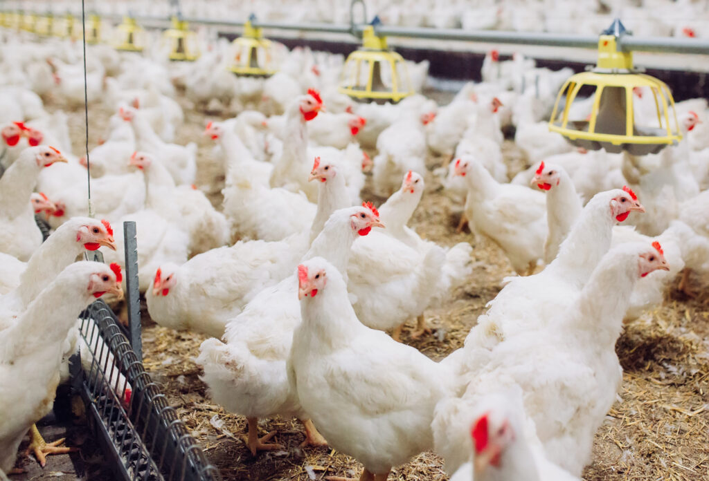 البرازيل تسجل رقمًا قياسيًا في إنتاج الدواجن بنحو 1.6 مليار دجاجة في 2022