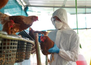 اليابان تعلق واردات الدواجن البرازيلية بعد ظهور حالة أنفلونزا الطيور