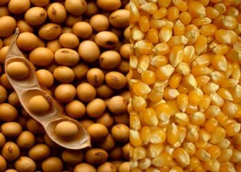 "سلال الإيرانية" تطرح مناقصة لشراء 180 ألف طن ذرة و120 ألف طن من كسب الصويا