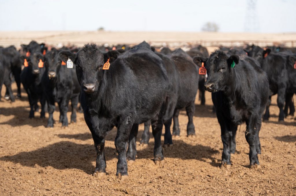 إنتاج الماشية في الولايات المتحدة يسجل 11.1 مليون رأس في سبتمبر