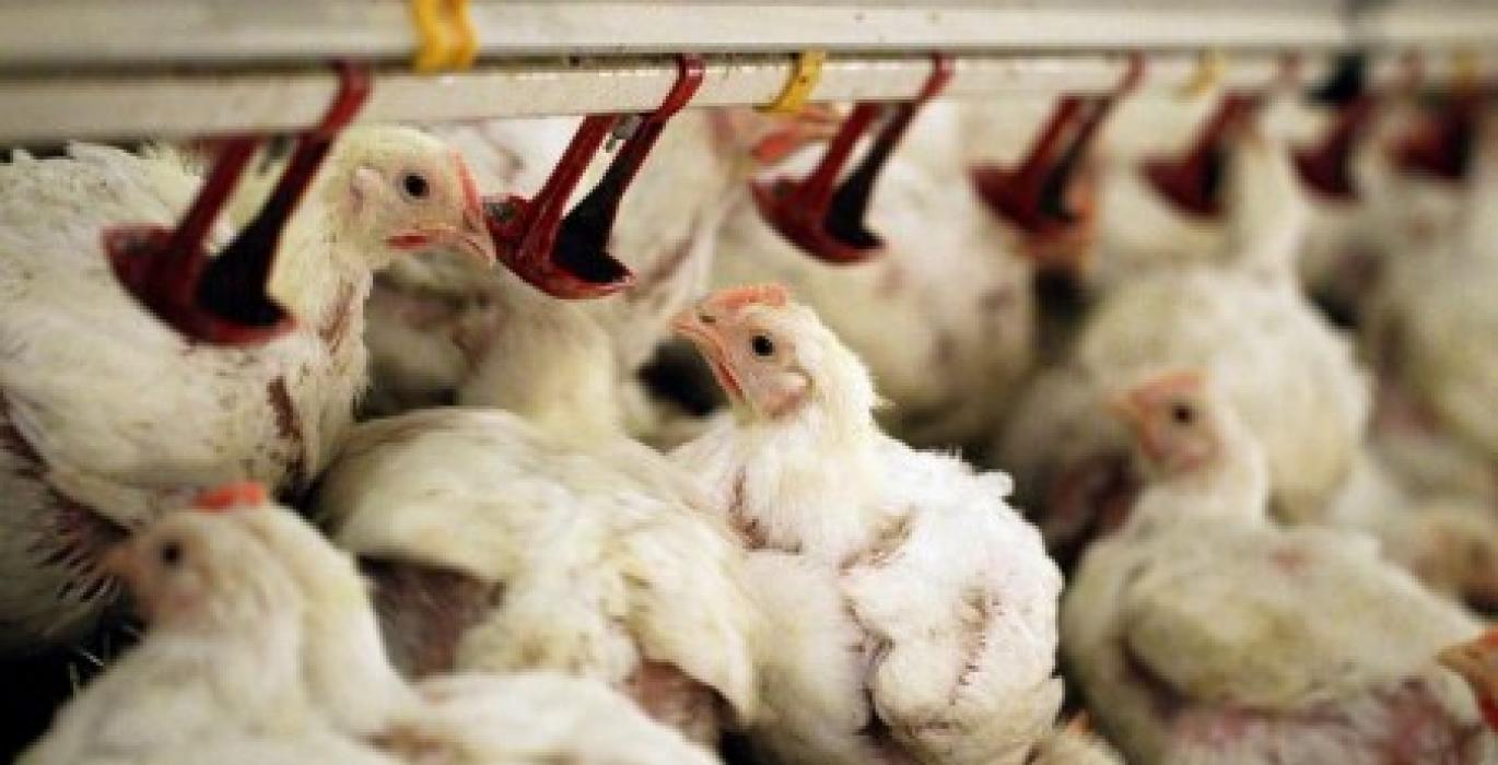 بولندا تعلن تفشي فيروس أنفلونزا الطيور H5N1 بين الدواجن