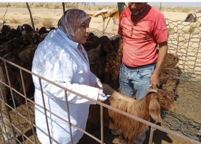 فحص وعلاج 2266 من الماشية والطيور خلال قافلة بيطرية بالحسنة وسط سيناء