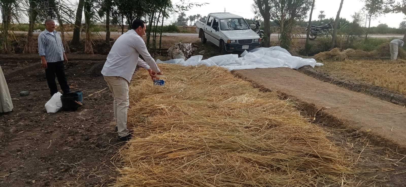 الزراعة: منظومة تدوير قش الأرز نجحت في توفير 310 طن أعلاف غير تقليدية