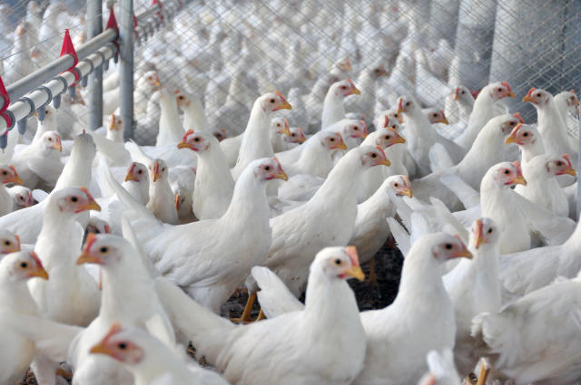 جنوب إفريقيا إعدام 2.5 مليون دجاجة في محاولة لاحتواء تفشي أنفلونزا الطيور