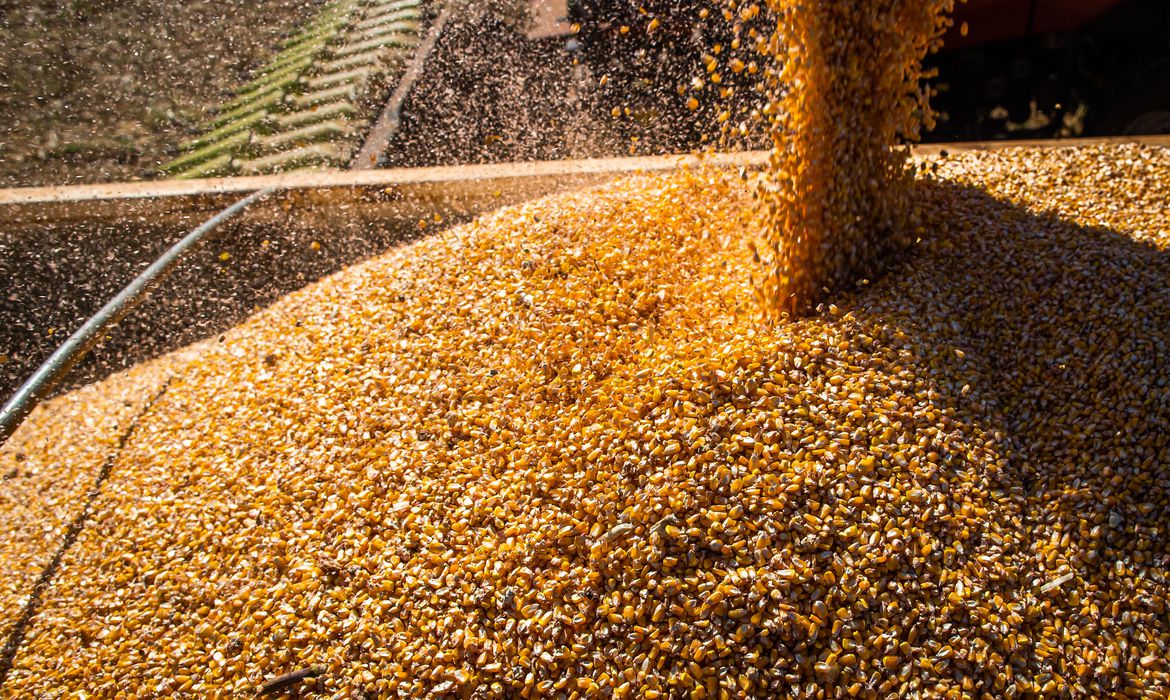 كوناب: زراعة 22.6% من الذرة في البرازيل موسم 2023/24