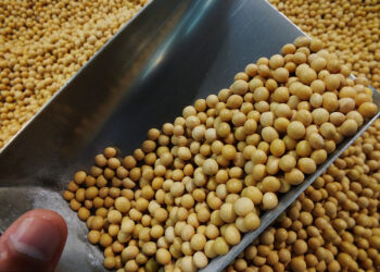 واردات الاتحاد الأوروبي من فول الصويا تصل لـ 2.85 مليون طن خلال موسم 2023/24