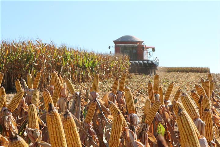 Emater/RS: زراعة 70% من الذرة في ولاية ريو غراندي دو سول البرازيلية لموسم 2023/24
