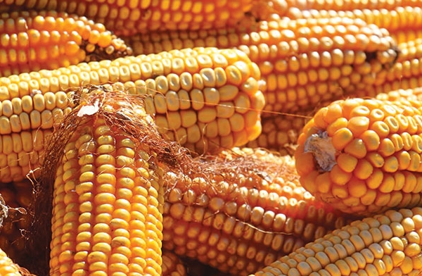 الزراعة الأمريكية ترفع توقعاتها لإنتاج الذرة الأرجنتينية عند 55 مليون طن في 2022/23