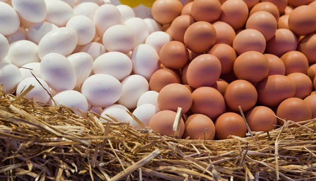 خاص| بورصة الحمامى يكشف حقيقة ارتفاع اسعار اطباق البيض بالأسواق