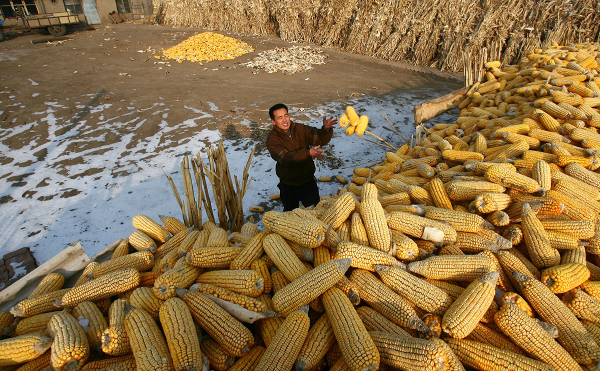 ارتفاع صادرات الولايات المتحدة الأسبوعية من الذرة لتسجل 531,5 ألف طن