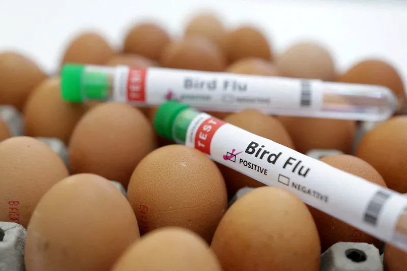 موزمبيق تعلن عن تفشي أنفلونزا الطيور في مزرعة للدجاج البياض