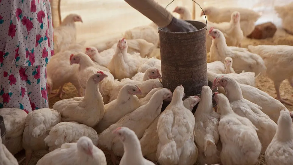 موزمبيق تعلن عن تفشي أنفلونزا الطيور في مزرعة للدجاج البياض