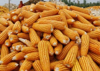 العقود الآجلة للذرة تُنهي تعاملات بورصة شيكاغو الأسبوعية على ارتفاع