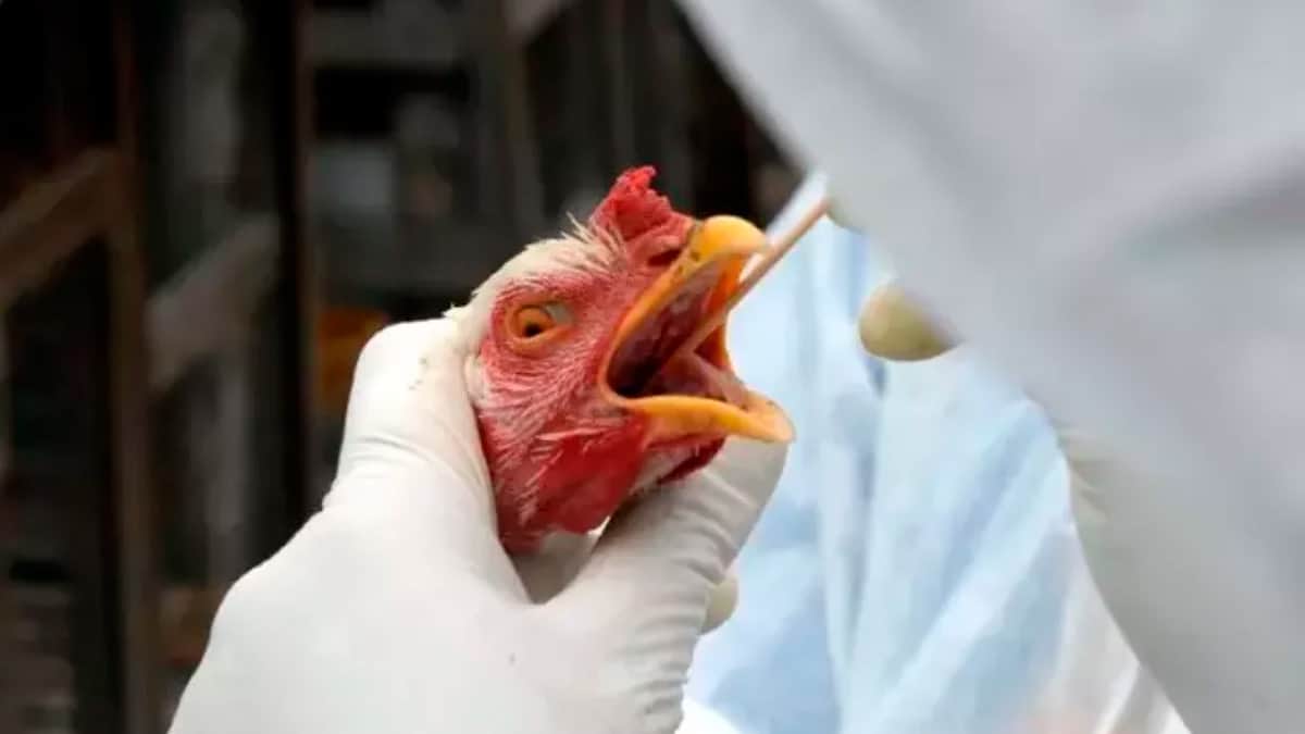 مجلس الشيوخ البرازيلي يوافق على تخصيص 200 مليون ريال لمكافحة أنفلونزا الطيور