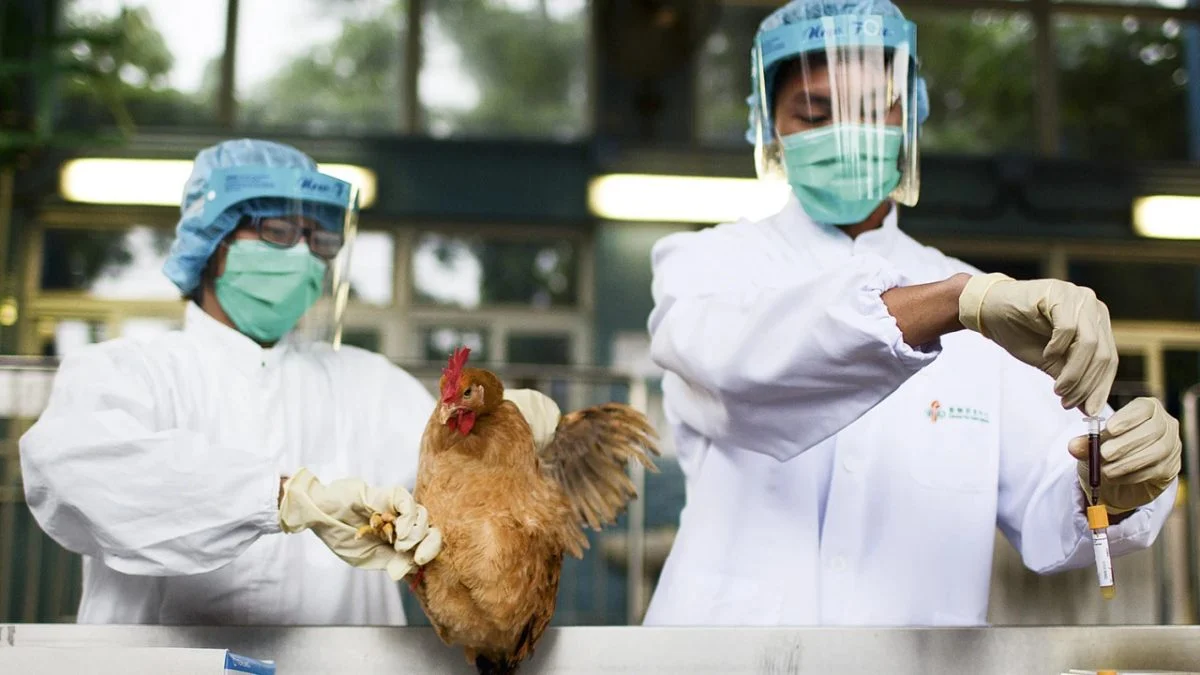 البرازيل تعلن إصابة جديدة بـ"أنفلونزا الطيور" والإجمالي يرتفع إلى 115 حالة