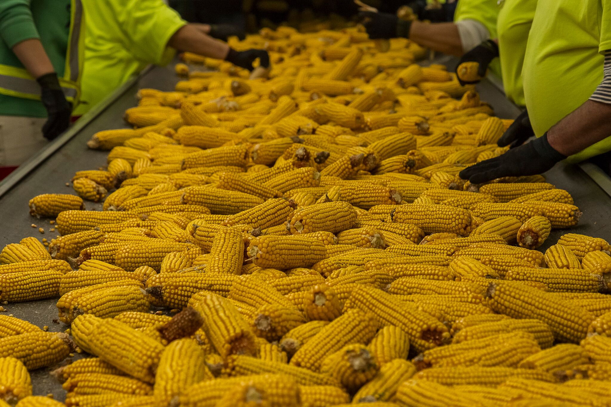 صادرات الذرة البرازيلية ترتفع إلى 8.7 مليون طن في سبتمبر