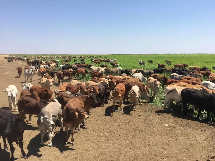 توقعات بتراجع إنتاج مزارع الماشية في أستراليا بنسبة 41% متأثرة بالظروف المناخية