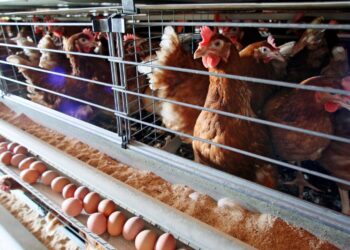 أسعار الدواجن والكتاكيت والبيض اليوم الإثنين في بورصة السلع