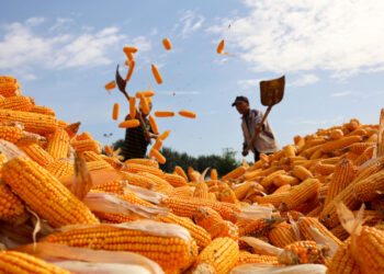 فرانس أجري مير: اكتمال حصاد 27% من محصول الذرة في فرنسا