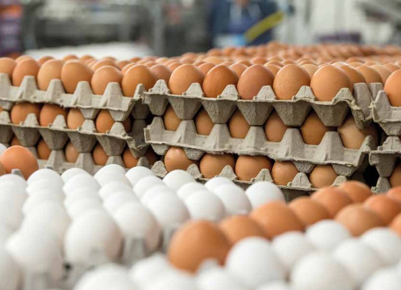 ارتفاع إنتاج البيض بالولايات المتحدة ليسجل 9.16 مليار بيضة في سبتمبر