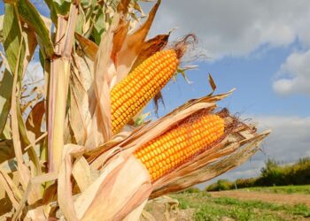 فرانس أجري مير: اكتمال حصاد 27% من محصول الذرة في فرنسا