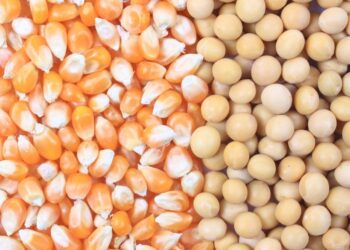 شعبة الدواجن توجه بالرقابة الصارمة على شركات استيراد خامات الأعلاف لضبط الأسعار