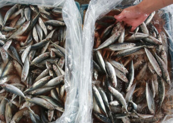 أسعار السمك اليوم الأربعاء في سوق العبور