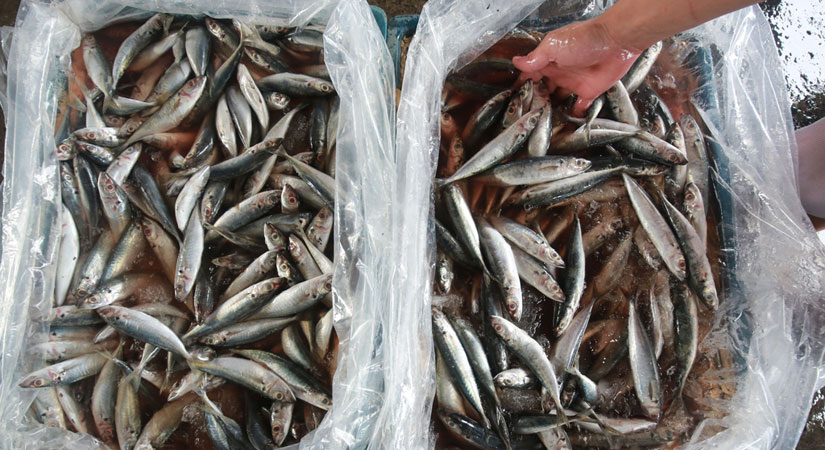 أسعار السمك اليوم الأربعاء في سوق العبور