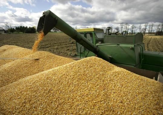 IFX: روسيا ترفع توقعاتها لمحصول الحبوب لعام 2023 إلى 135 مليون طن