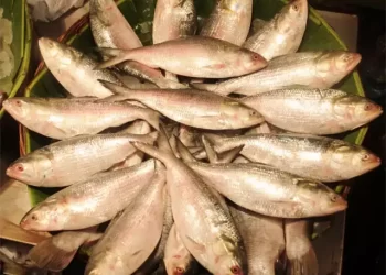 أسعار السمك اليوم السبت في سوق العبور