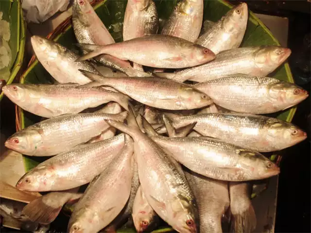 أسعار السمك اليوم السبت في سوق العبور