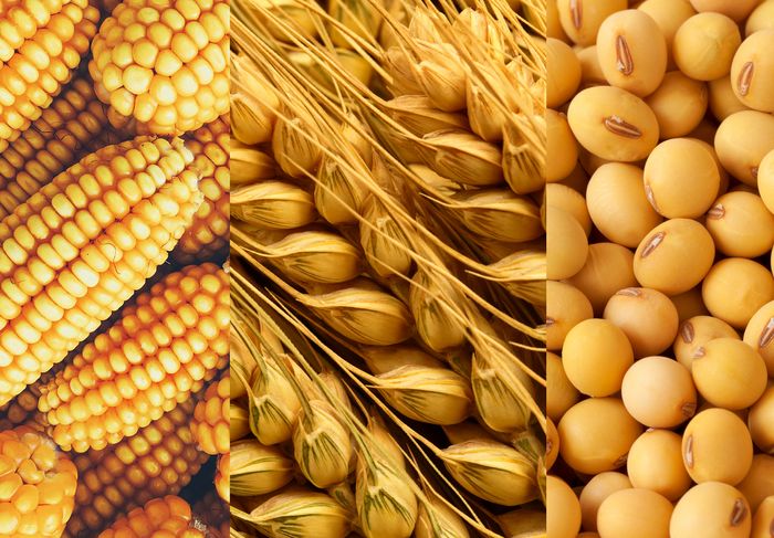 أوكرانيا تحصد 57.6 مليون طن من الحبوب والبذور الزيتية من محصول 2023
