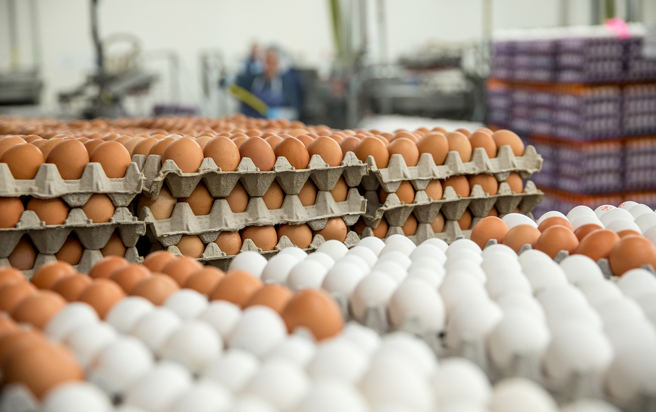 شعبة بيض المائدة: السعر الحالي يغطي حجم النفقات والتكلفة الفعلية لطبق البيض
