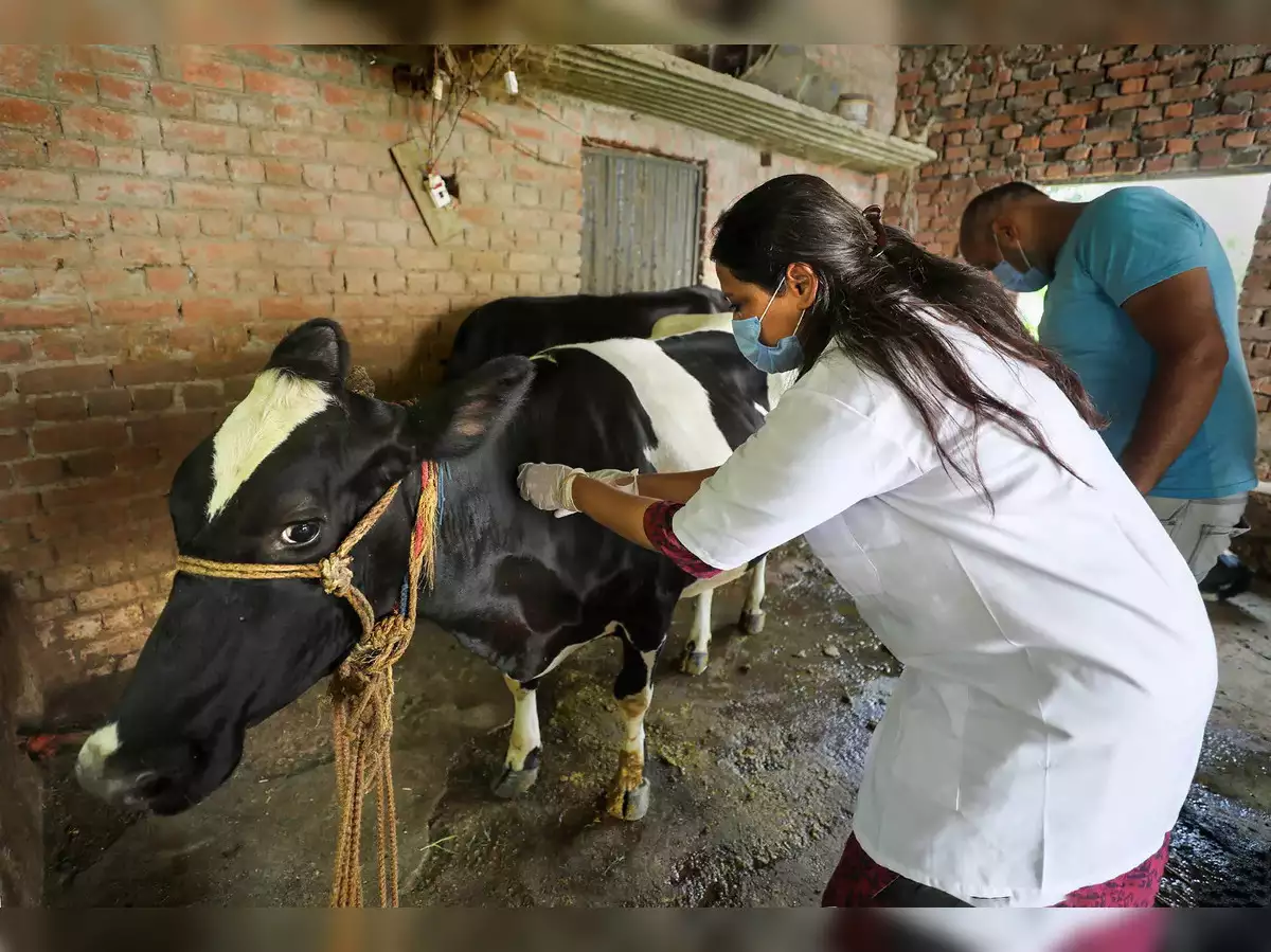 كوريا الجنوبية تطلق حملة موسعة لتحصين الماشية ضد مرض الجلد العقدي