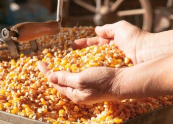 الجزائر تطرح مناقصة لشراء 88 ألف طن من الذرة و30 ألف طن من الشعير