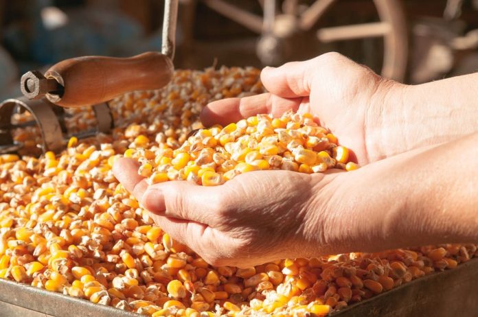 الجزائر تطرح مناقصة لشراء 88 ألف طن من الذرة و30 ألف طن من الشعير