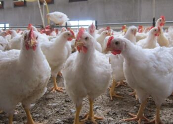 الصالحية للدواجن: إلزام المربين بسعر 65 جنيه للكيلو سيخلق سوق سوداء للفراخ