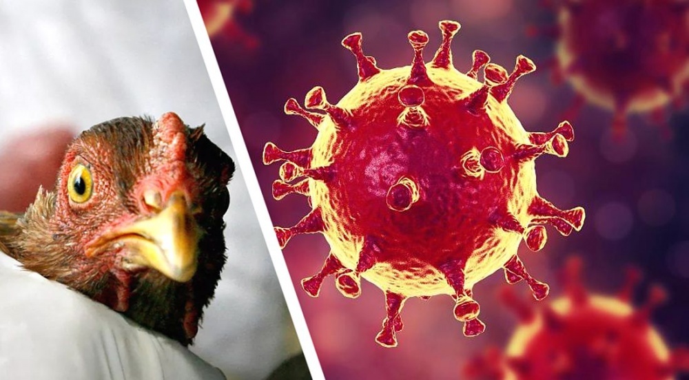 البرازيل تؤكد ظهور حالتين جديدتين لأنفلونزا الطيور.. والإجمالي يرتفع إلى 137 إصابة