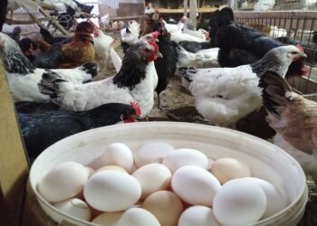 أسعار الدواجن