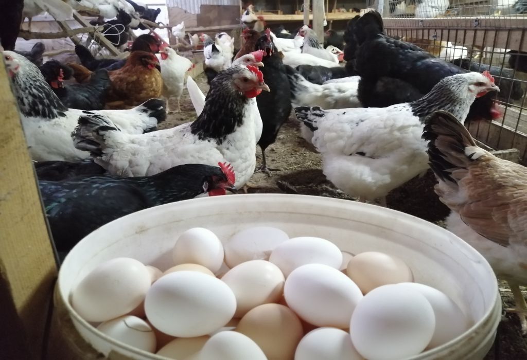 تراجع أسعار الدواجن واستقرار البيض والكتاكيت اليوم الأحد في المزارع