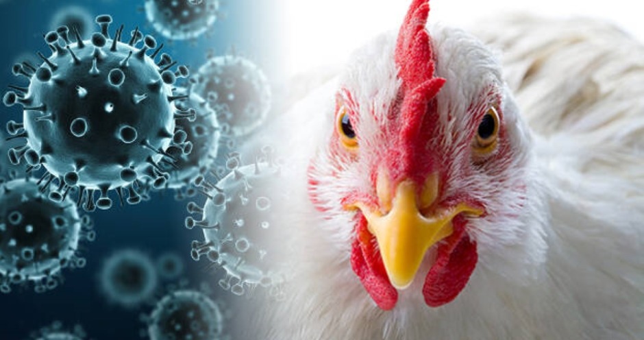 رومانيا وبلغاريا تعلنان عن تفشي فيروس أنفلونزا الطيور شديد العدوى
