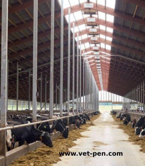 مزرعة مواشي