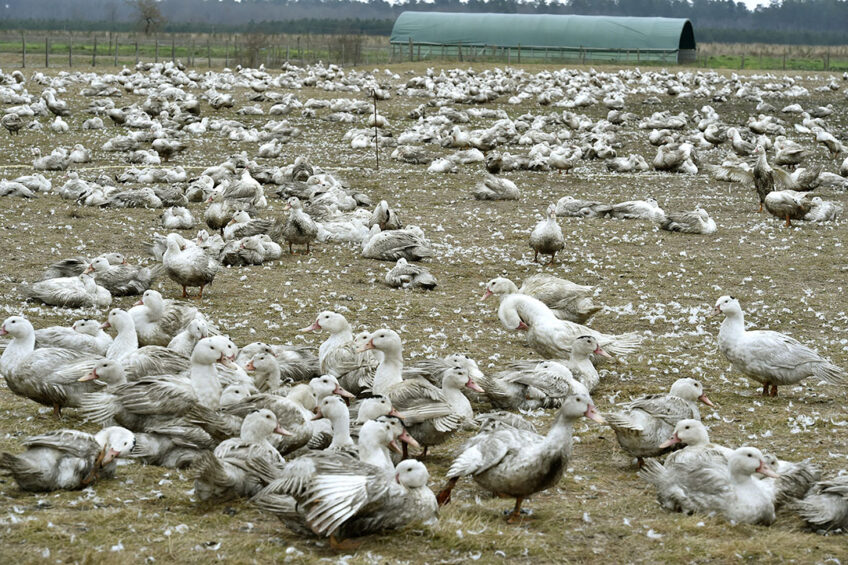 إعدام نحو 30 ألف بطة وسط تفشي أنفلونزا الطيور بولاية جورجيا الأمريكية
