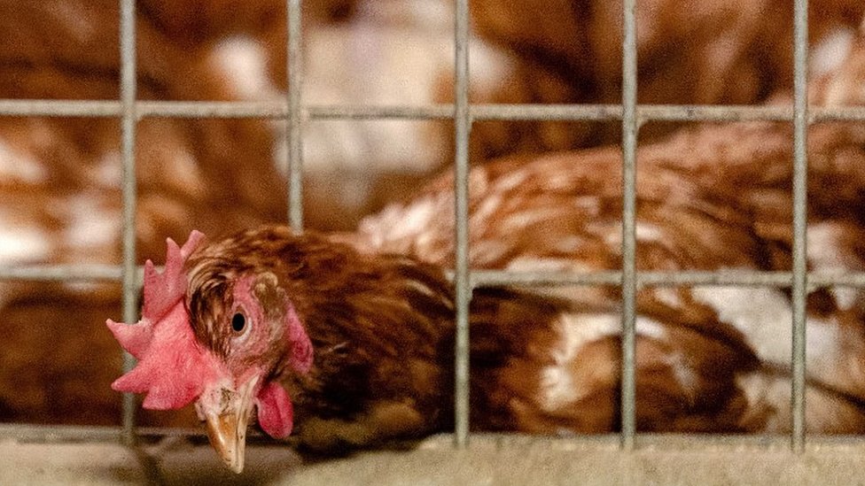 أنفلونزا الطيور| الحكومة الهولندية تأمر مُربى الدواجن بإبقاء الطيور داخل منازلهم