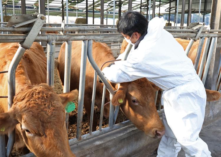 هونج كونج تستأنف استيراد لحوم البقر الكورية بالرغم من تفشي مرض الجلد العقدي