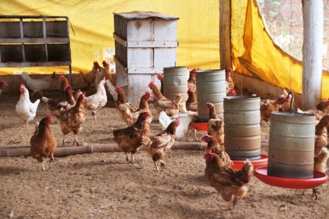 البرازيل تمدد حالة الطوارئ الصحية الحيوانية بسبب أنفلونزا الطيور لمدة 6 أشهر