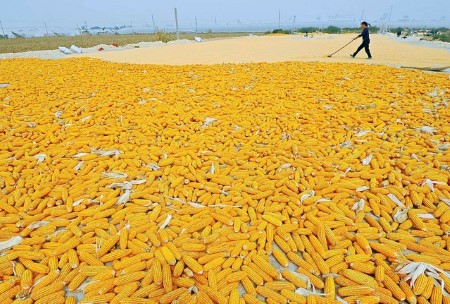 الصين تشتري 66000 طن من الذرة الأوكرانية