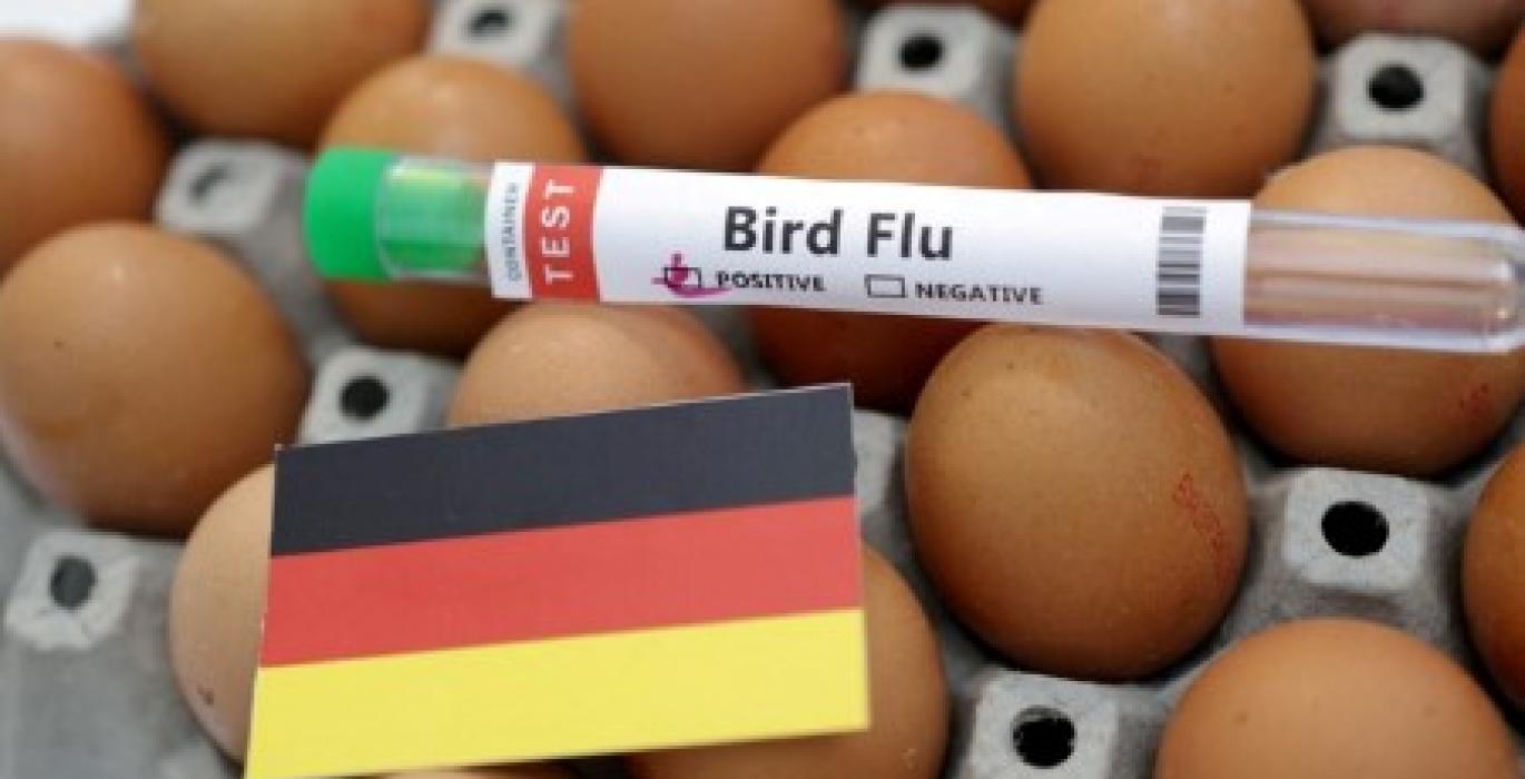 ألمانيا تعلن تفشي مرض أنفلونزا الطيور في شمال البلاد